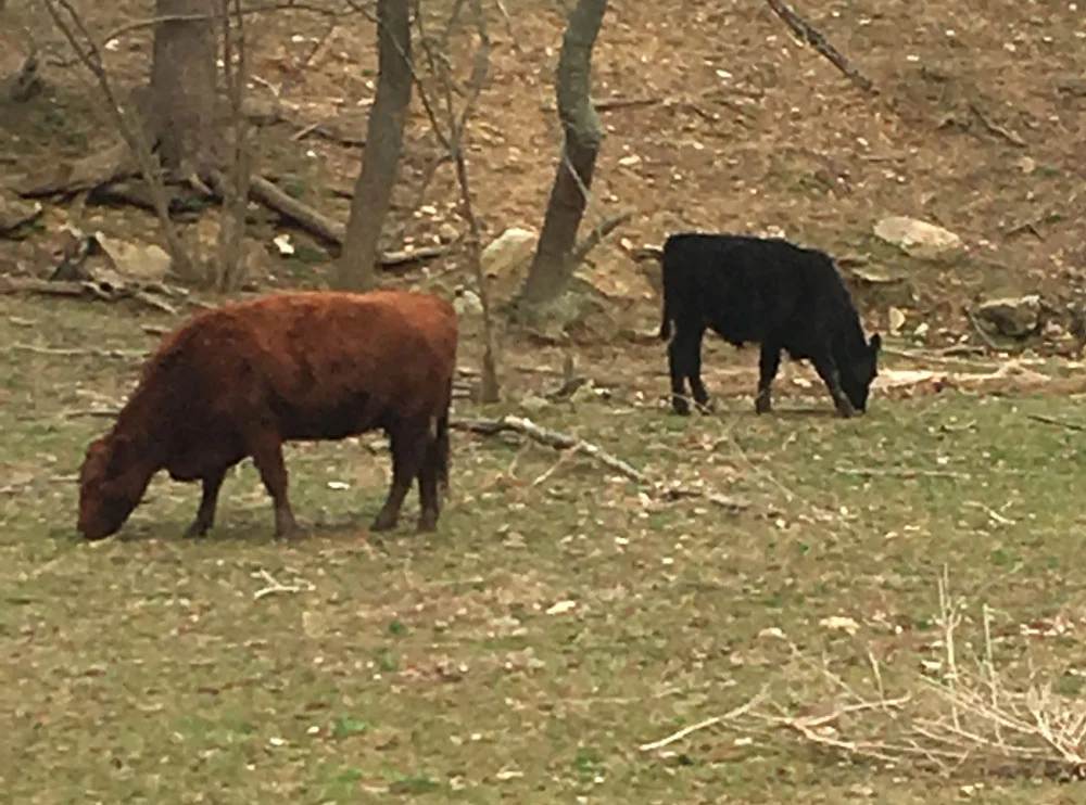 Cows In Field